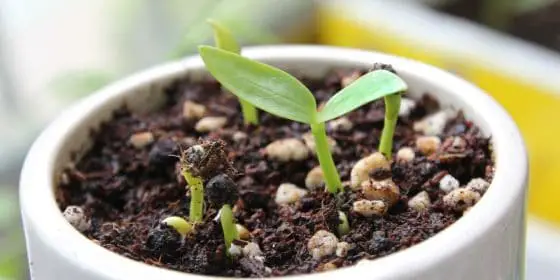 Seed Germination is an easy science experiment for kids