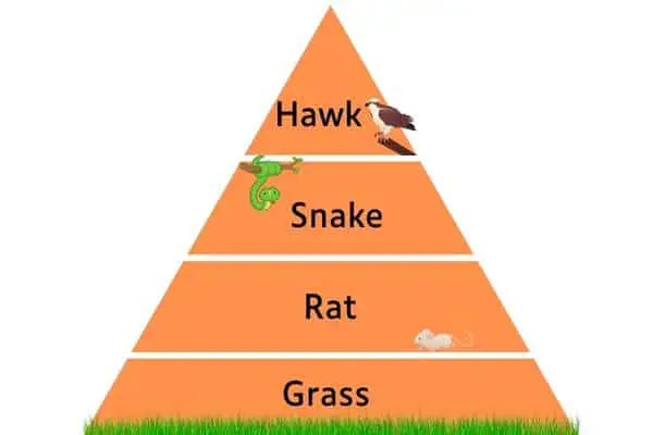 Food chain Hawk Snake Rat Grass