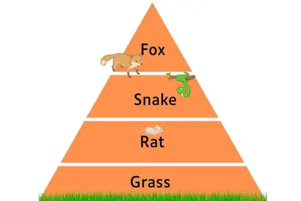 Food Chain Fox Snake Rat Grass