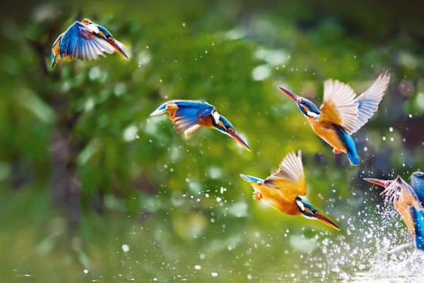 Kingfisher Birds Fishing For Food