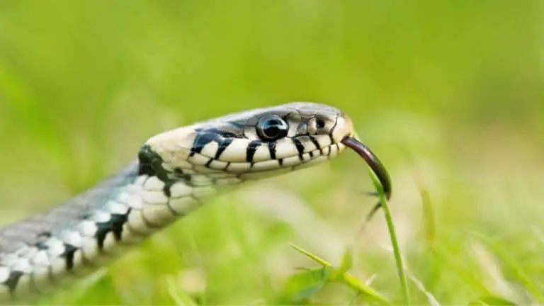 What Animals Eat Snakes? Top 9 Predators That Feed on Snakes!