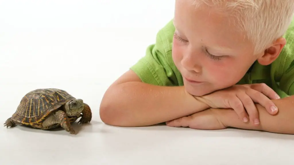A Boy Playing With A Pet Turtle