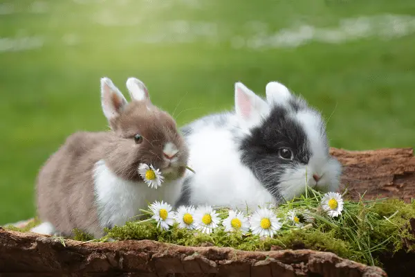 Adorable Rabbits