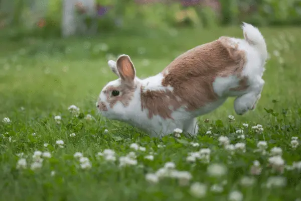 Jumping Rabbit On Grass Field
