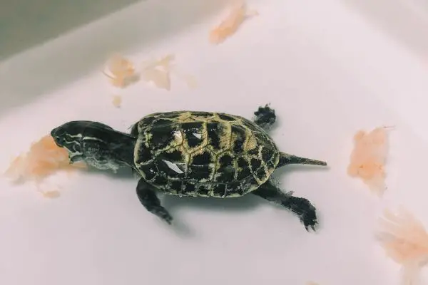 Pet Turtle Feeding