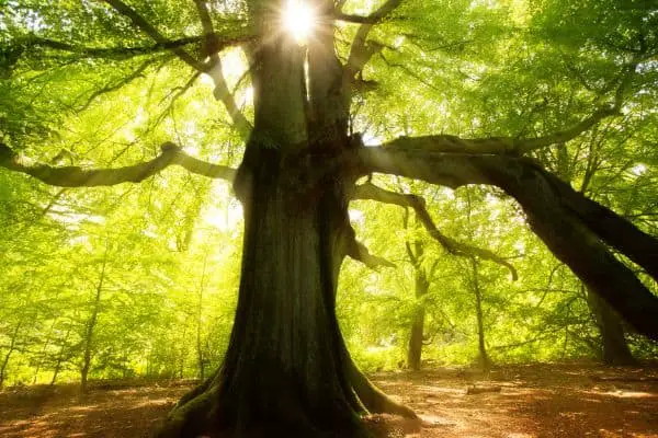 Sun Shines Through Big Tree