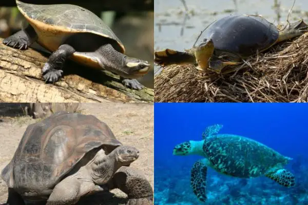 Turtle Diversity