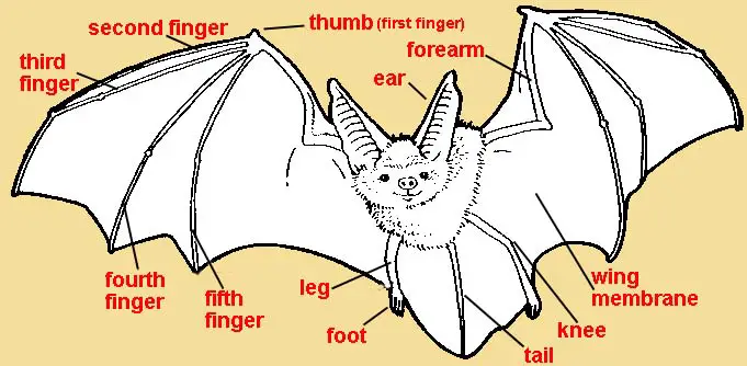 anatomy of a bat drawing
