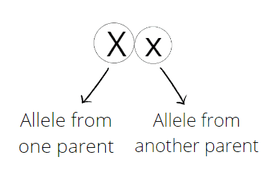 Allele From Parents