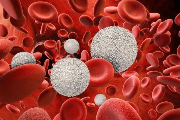 Red And White Blood Cells