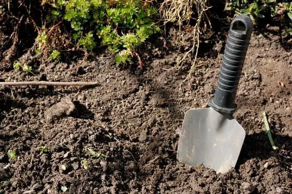Small Trowel Stuck In Ground